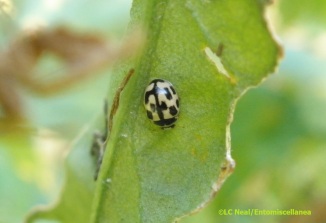 14-spot ladybird (propylea quatuordecimpunctata)