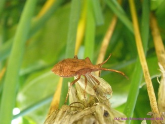 Coreus marginatus (dock bug) nymph on a chive head
