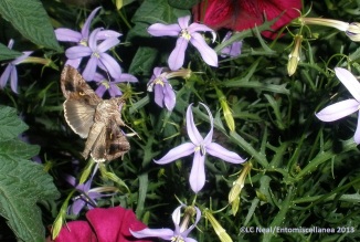 Hummingbird hawk-moth on Laurentia 'Indigo Stars'