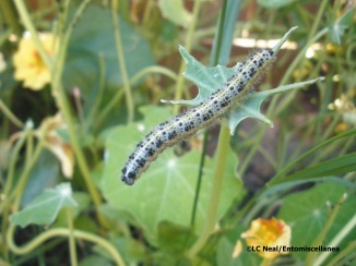 Cabbage White butterfly caterpillars