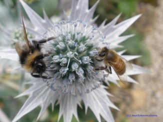 A bumblebee and a honey bee share a drink from eryngium bourgatii (I think), otherwise known as Sea Holly