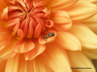 Possibly a hoverfly (eupeodes luniger) on a dahlia