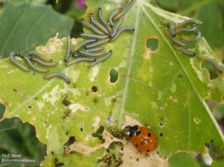 A 7-spot ladybird (coccinella septempunctata) eating aphids, while Cabbage White caterpillars feast on a nasturtium leaf