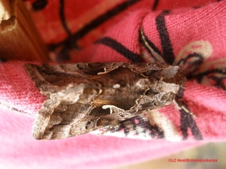 Silver Y (autographa gamma) moth resting on clothing pegged on a clothesline